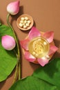 Lotus flower (Nelumbo nucifera), lotus bub, lotus seeds Royalty Free Stock Photo