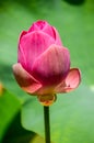 lotus flower , Nelumbo nucifera Royalty Free Stock Photo