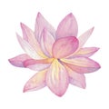 A lotus flower painted in watercolor isolated on a white background.