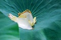 Lotus flower petals on green leaf Royalty Free Stock Photo