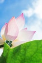 Lotus flower petals and leaf macro under sky Royalty Free Stock Photo
