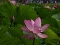 Lotus Flower Royalty Free Stock Photo
