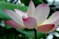 Lotus flower pink blossom water lily