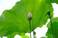 Lotus flower Royalty Free Stock Photo