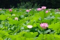 Lotus flower Royalty Free Stock Photo