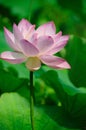 Lotus flower Royalty Free Stock Photo