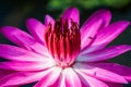 Lotus flower pink macro. insect bee Royalty Free Stock Photo