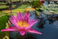 Lotus flower in pink purple violet color. bee insect in pollen with green leaves in nature water pond. close up, light orbs