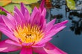 Lotus flower in pink purple violet color. bee insect in pollen with green leaves in nature water pond. close up, light orbs Royalty Free Stock Photo