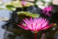 Lotus flower in pink purple violet color with green leaves in nature water pond. light orbs. Royalty Free Stock Photo