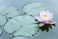 Lotus flower or pink waterlily Macro Single flower