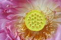 Lotus flower pistil Royalty Free Stock Photo