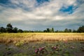 Lotus flower planting insect re-population Asia