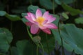 Lotus flower Royalty Free Stock Photo