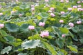 Lotus flower Royalty Free Stock Photo
