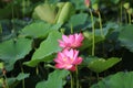Lotus flower Royalty Free Stock Photo