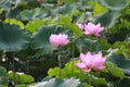Lotus flower Royalty Free Stock Photo