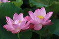 Lotus flower Royalty Free Stock Photo