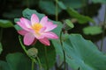 Lotus flower Royalty Free Stock Photo