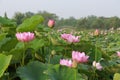Lotus flower Royalty Free Stock Photo