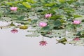 Lotus flower Royalty Free Stock Photo