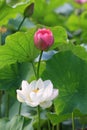 Lotus flower Royalty Free Stock Photo