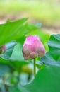 Lotus flower plants on a background Royalty Free Stock Photo