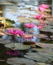 Lotus flower plants on a background Royalty Free Stock Photo