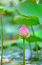 Lotus flower plants on a background Royalty Free Stock Photo