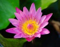 Lotus flower plants in the lake Royalty Free Stock Photo