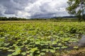 Lotus flower plants Royalty Free Stock Photo