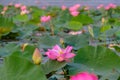 Lotus flower and Lotus flower plants Royalty Free Stock Photo