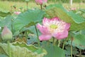 Lotus flower plants in the pond nature Royalty Free Stock Photo