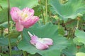 Lotus flower plants in the pond nature Royalty Free Stock Photo