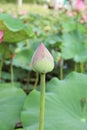Lotus flower plants in the pond nature. Royalty Free Stock Photo