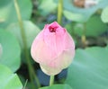 Lotus flower plants in the pond nature. Royalty Free Stock Photo