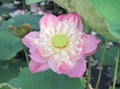 Lotus flower plants in the pond nature. Royalty Free Stock Photo