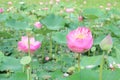 Lotus flower plants in the pond nature. Royalty Free Stock Photo