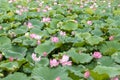 Lotus flower and Lotus flower plants in the pond, nature background Royalty Free Stock Photo