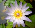 Lotus flower in the pond affected by raindrops
