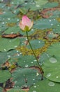 Lotus flower pond Royalty Free Stock Photo