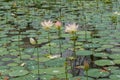 Lotus flower pond Royalty Free Stock Photo