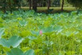 Lotus flower in pond