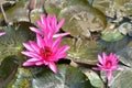 Lotus flower in the pond