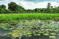 Lotus flower pond Royalty Free Stock Photo