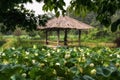 Lotus Flower Pond Royalty Free Stock Photo