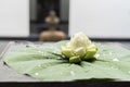 Lotus flower for praying Buddha statue Royalty Free Stock Photo