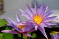 Lotus flower, purple lotus,lotus