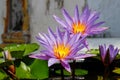 Lotus flower, purple lotus,lotus