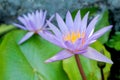 Lotus flower in purple violet color with green leaves in nature water pond Royalty Free Stock Photo